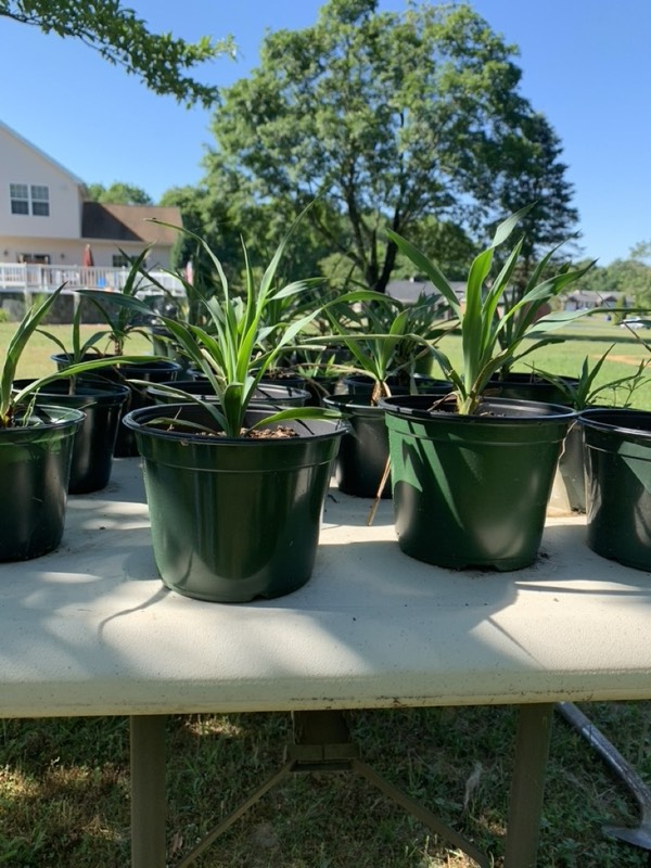 Yucca palms grown in Franklinville, NJ