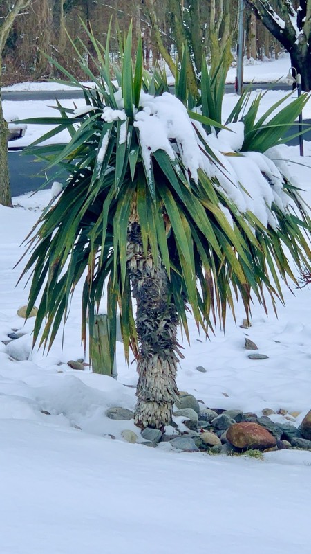 Yucca palms grown in Franklinville, NJ