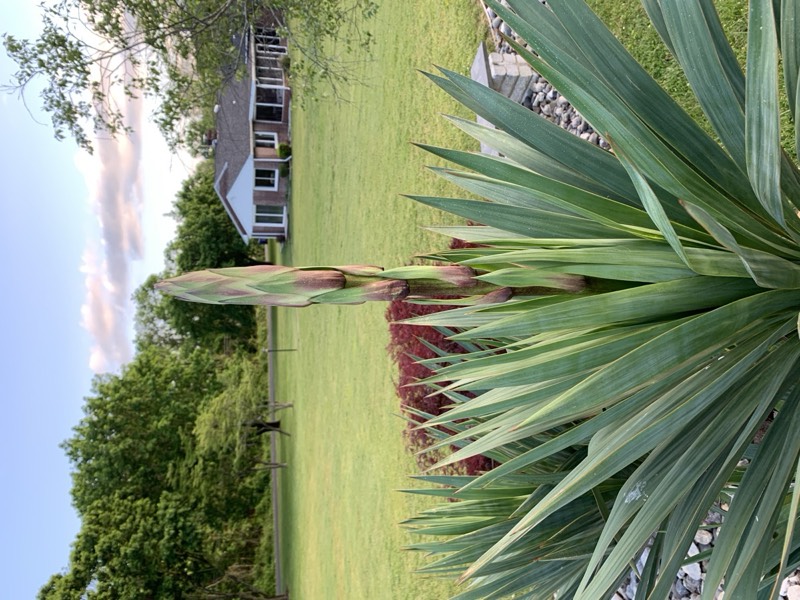 Yucca palms grown in Franklinville, NJ