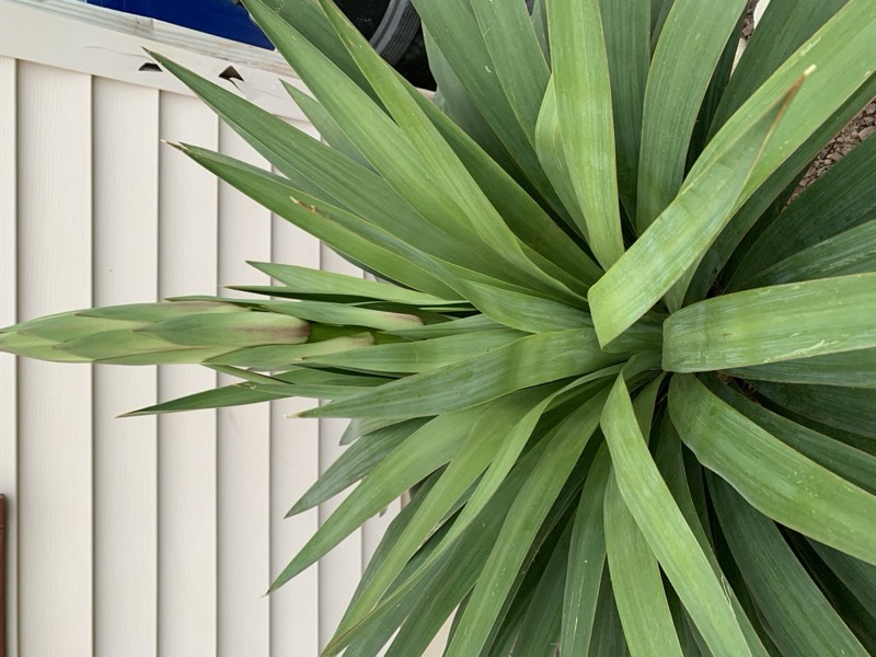 Yucca palms grown in Franklinville, NJ
