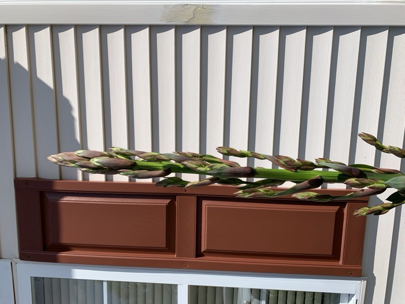 Yucca palms grown in Franklinville, NJ