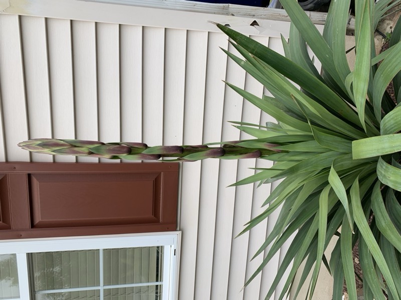 Yucca palms grown in Franklinville, NJ