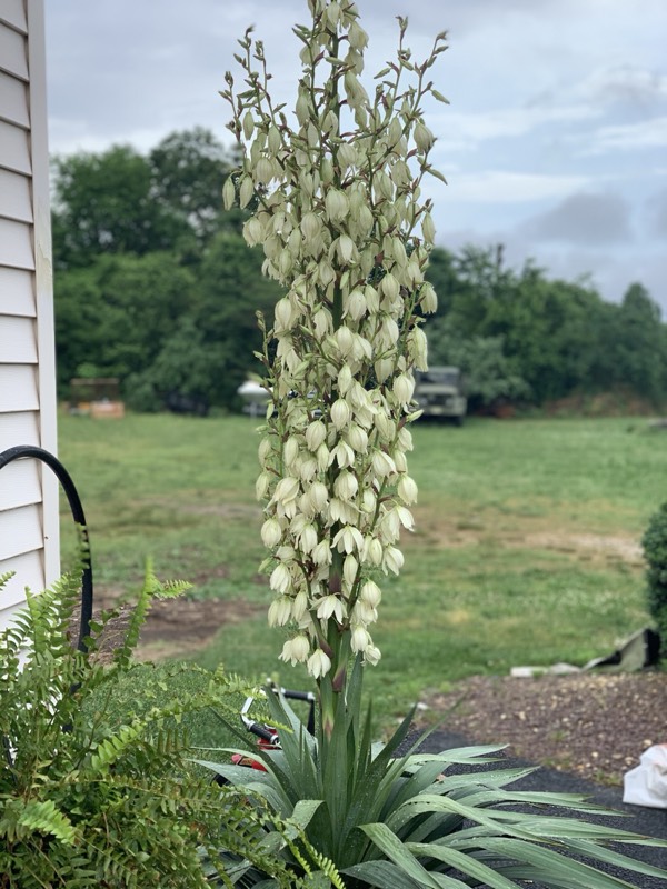 Yucca palms grown in Franklinville, NJ
