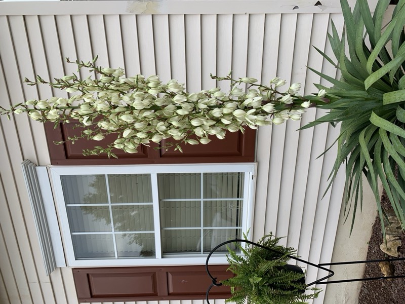 Yucca palms grown in Franklinville, NJ