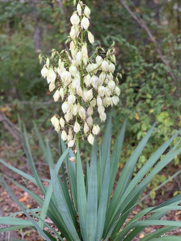 Yucca palms grown in Franklinville, NJ