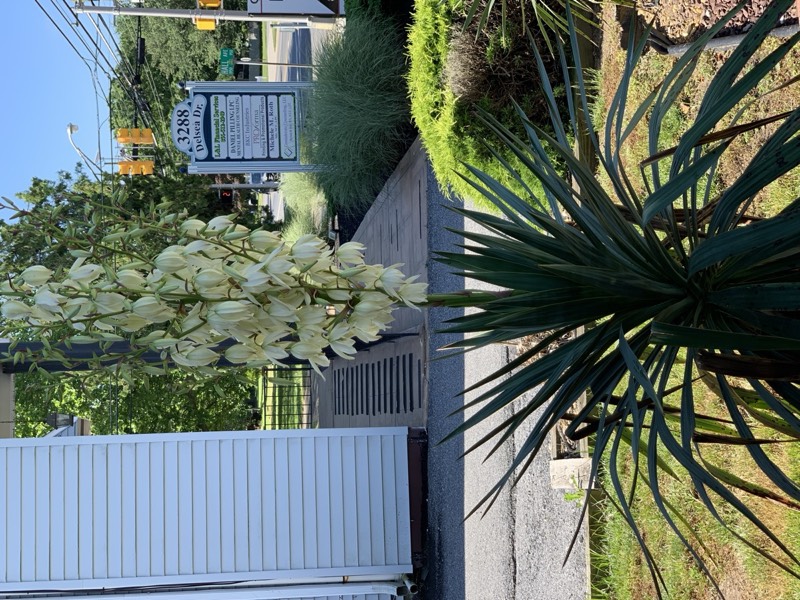 Yucca palms grown in Franklinville, NJ