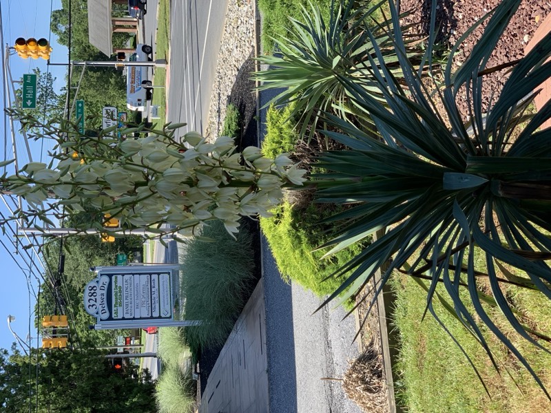 Yucca palms grown in Franklinville, NJ