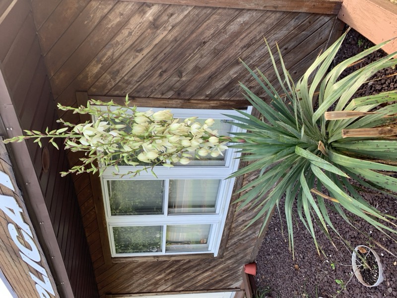 Yucca palms grown in Franklinville, NJ