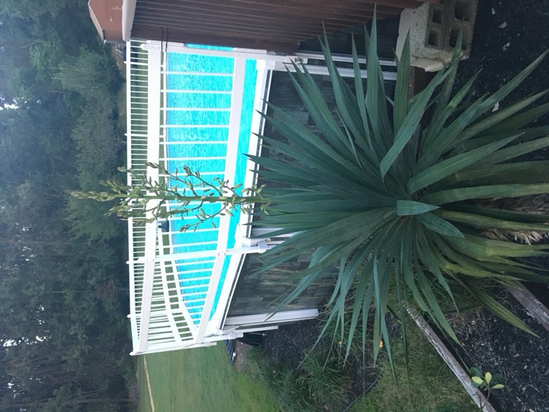 Yucca palms grown in Franklinville, NJ