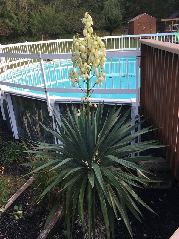 Yucca palms grown in Franklinville, NJ