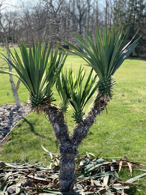 Yucca palms grown in Franklinville, NJ