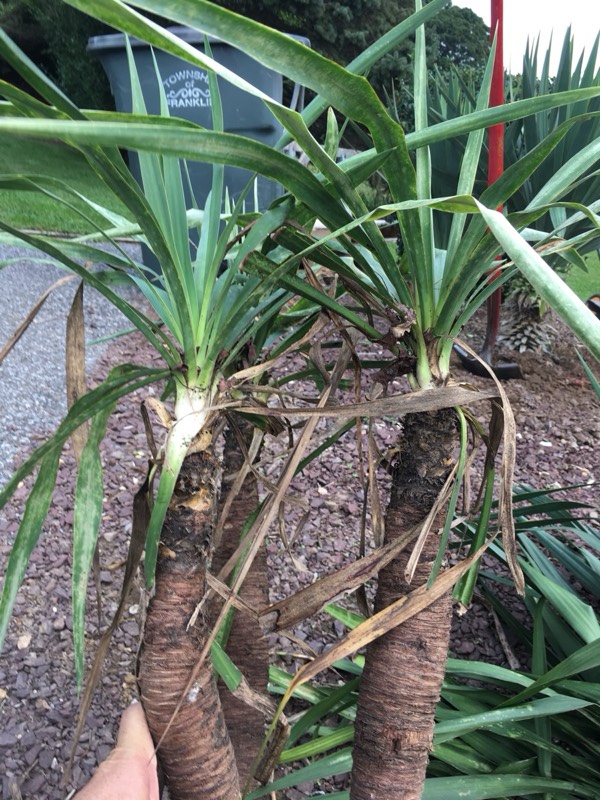 Yucca palms grown in Franklinville, NJ