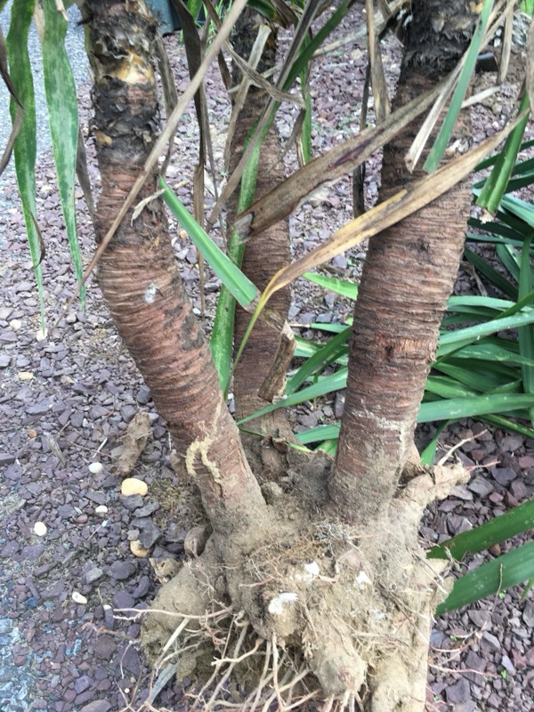 Yucca palms grown in Franklinville, NJ