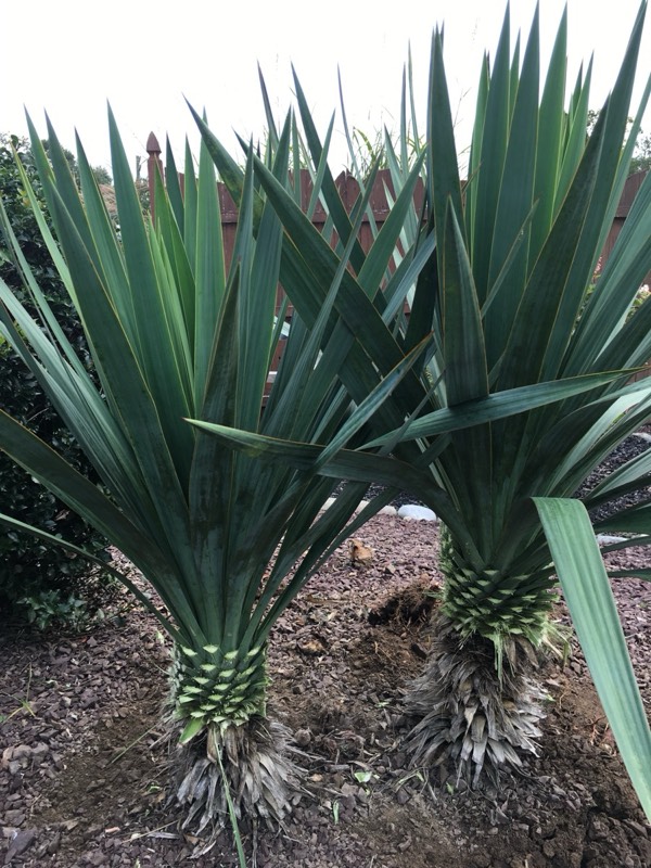 Yucca palms grown in Franklinville, NJ
