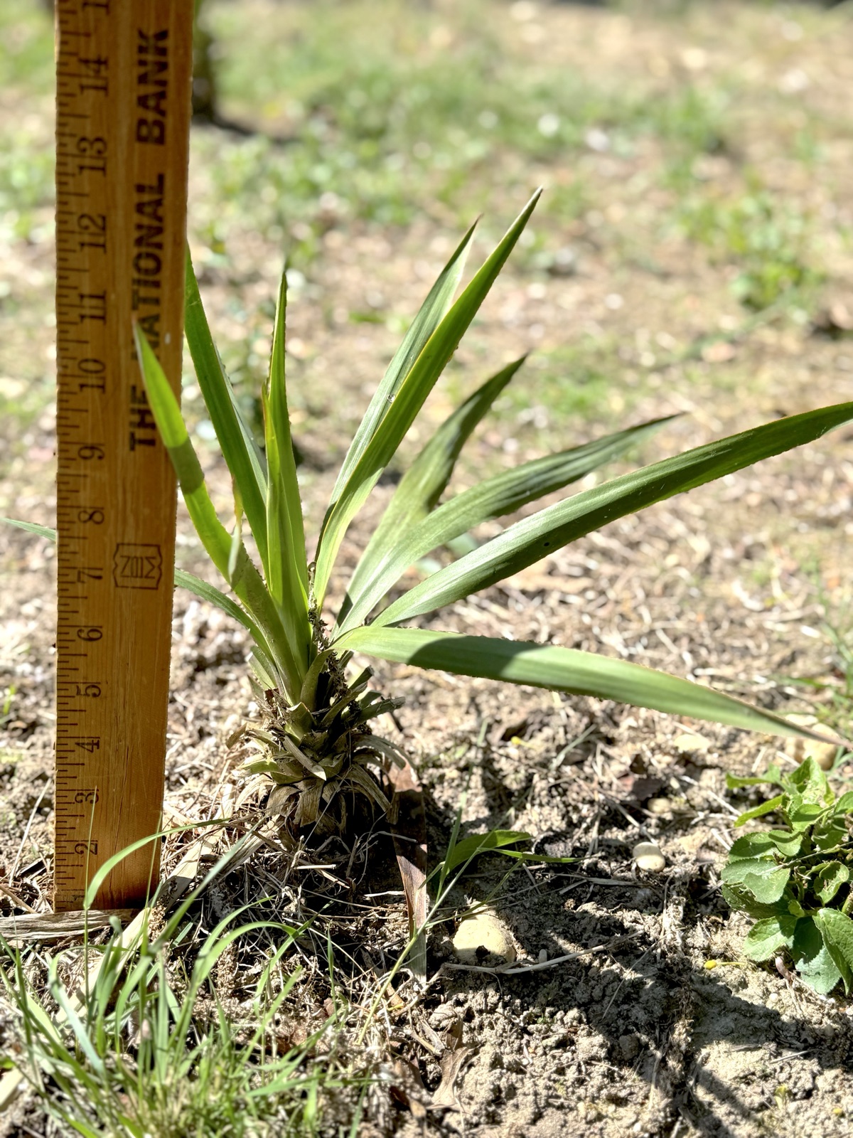 1 ft Yucca Palm