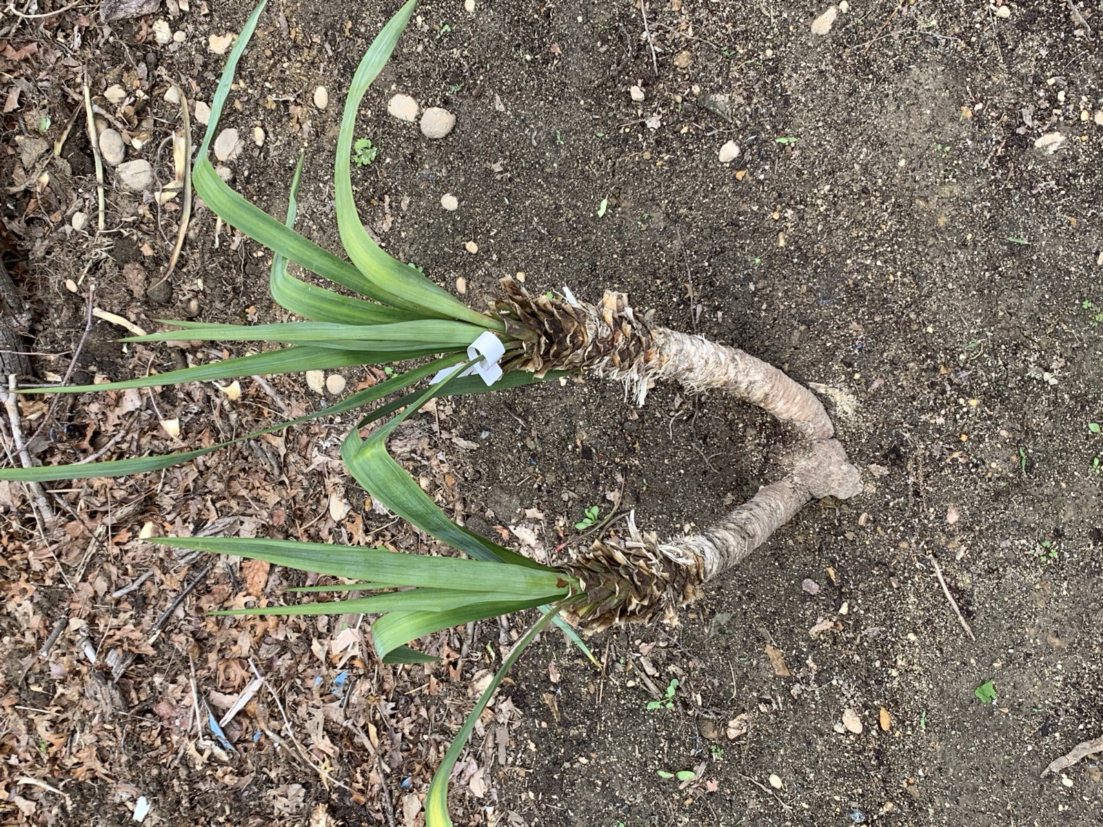 2 ft Yucca Palm