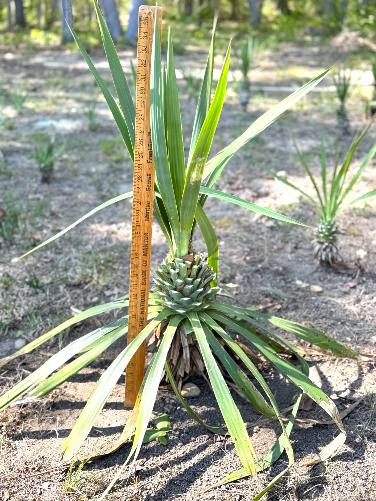 3 ft Yucca Palm