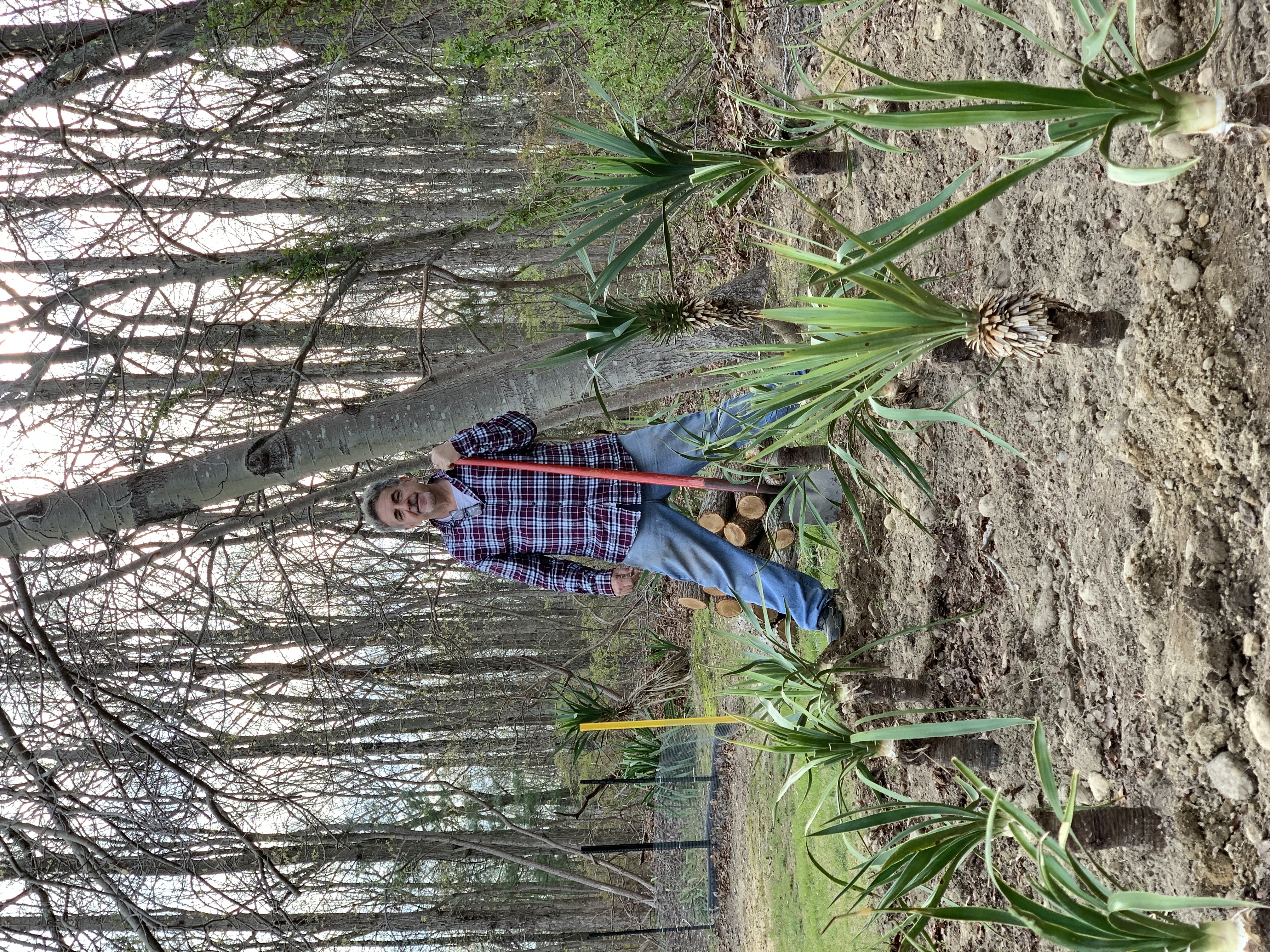 Tommy's early yucca garden