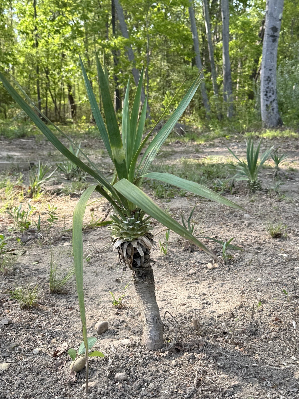 Yucca Recurvifolia with curved sword-shaped leaves